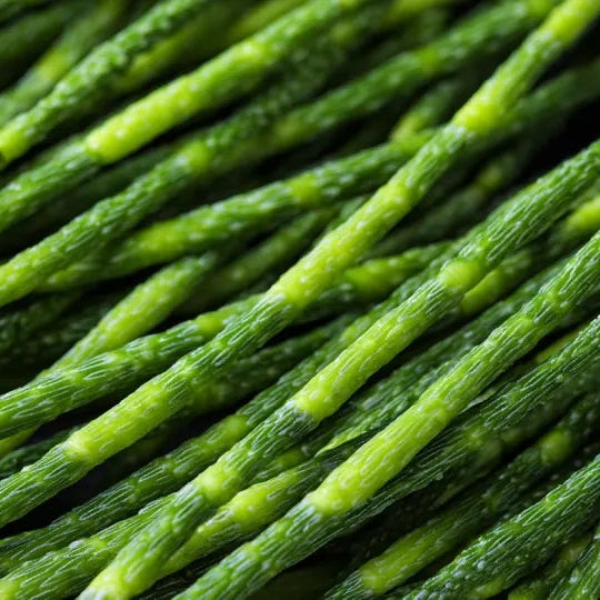 Horsetail Extract